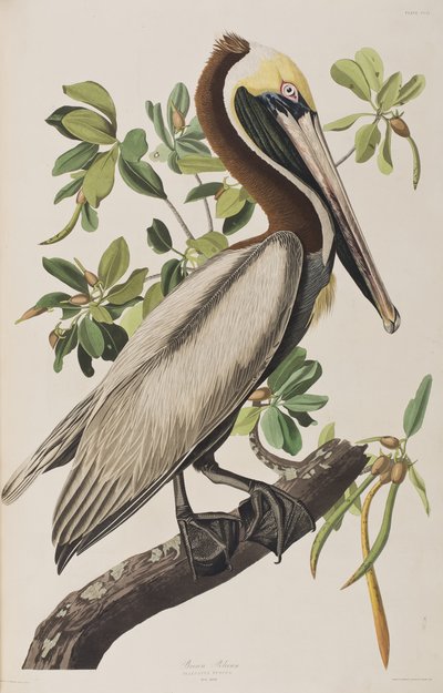 Ilustrace z 