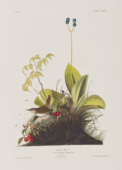 Ilustrace z 