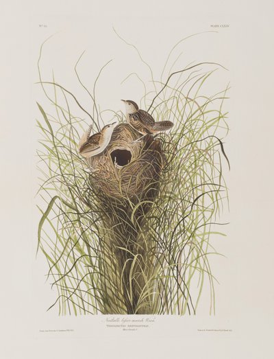 Ilustrace z 