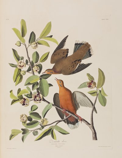 Ilustrace z 