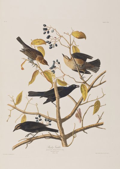 Ilustrace z 