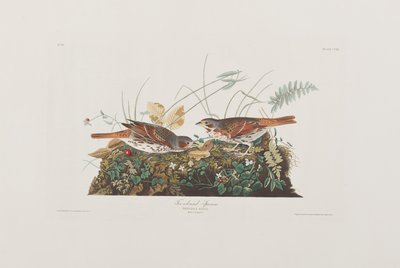 Ilustrace z 