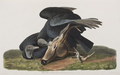 Ilustrace z 