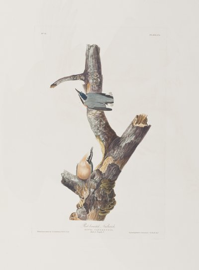 Ilustrace z 