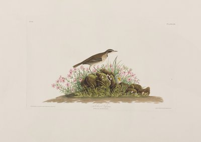 Ilustrace z 