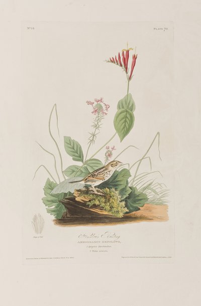 Ilustrace z 