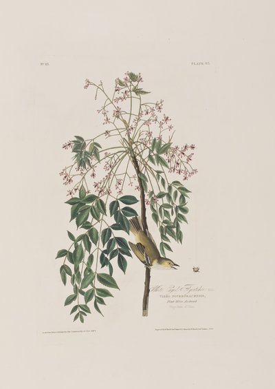 Ilustrace z 