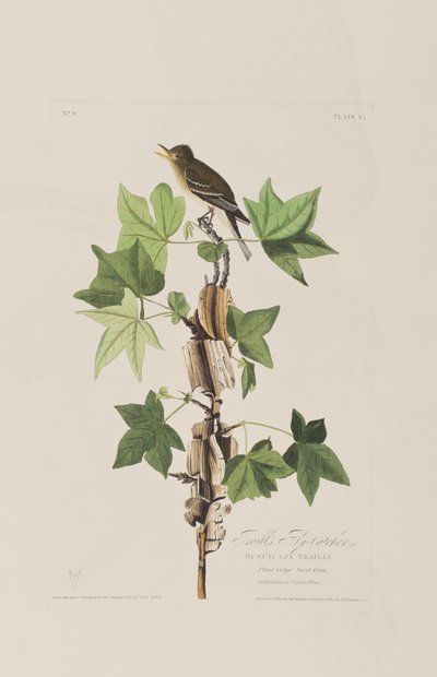 Ilustrace z 