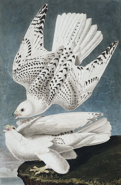 Jer nebo Island Falcon, Falco Islandicus, , z "The Birds of America" od Johna J. Audubona, hospoda. 1827-38 od John James Audubon