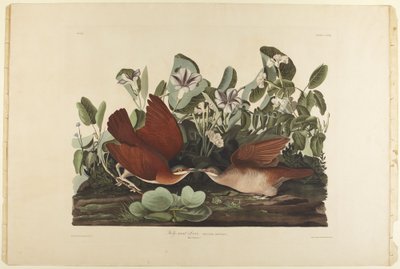  od John James Audubon