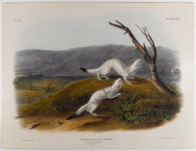 Malá čiperná lasička od John James Audubon
