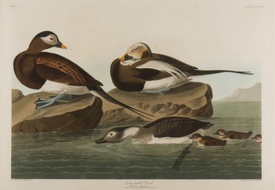 Kachna dlouhoocasá, 1836 (čb na papíře) od John James Audubon