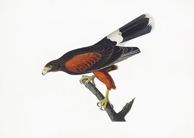 Jestřáb louisianský z díla „Birds of America“ (1827) od John James Audubon