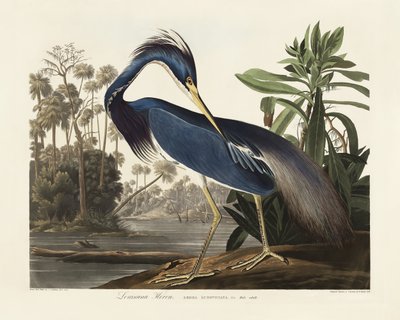 Volavka louisianská z díla „Birds of America“ (1827) od John James Audubon