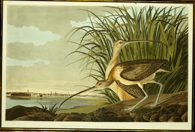Muž a žena Long Billed Curlew od John James Audubon