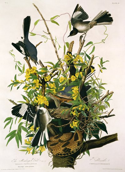 Mocking Birds and Rattlesnake, z 