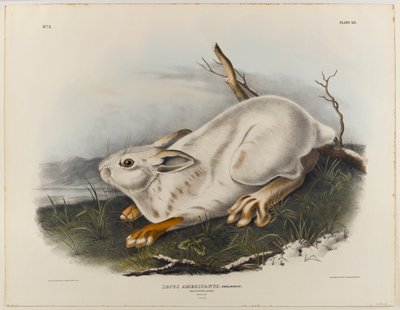 Zajíc severní (zimní srst) od John James Audubon