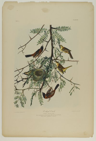Orchard Oriole, tiskl Julien Bien a publikoval Roe Lockwood & Son, 1861 (chromolitograf) od John James Audubon