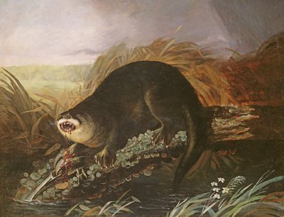 Vydra chycena do pasti od John James Audubon
