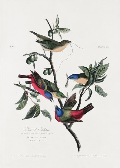 Malovaný pěnkava z díla „Birds of America“ (1827) od John James Audubon