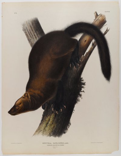 Vlajky martin nebo rybář od John James Audubon