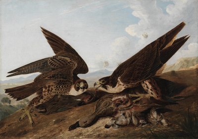 Sokol stěhovavý od John James Audubon