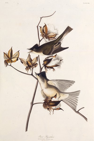 Mucholapka Pewita. Z The Birds of America, 1827-1838. od John James Audubon