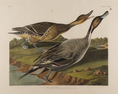 Pin Tailed Duck, 1834 (wc na papíře) od John James Audubon