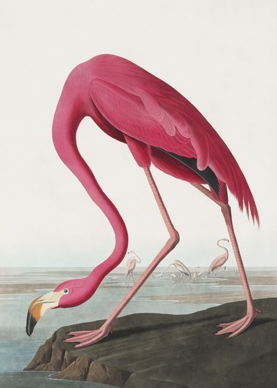 Růžový plameňák II z díla „Birds of America“ (1827) od John James Audubon