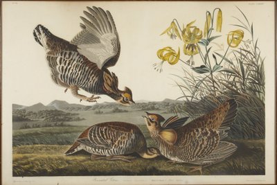 Tetřev hřebenatý od John James Audubon