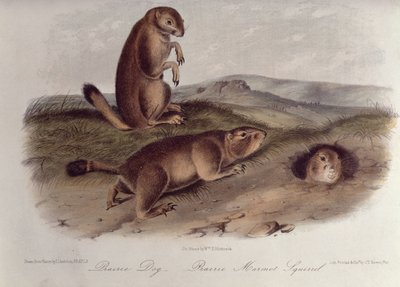 Prairie Dog z 