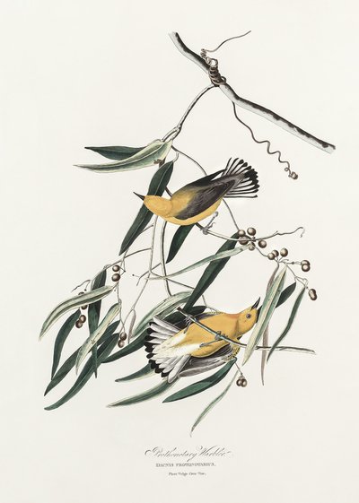 Pěnice žlutoprsá z knihy „Birds of America“ (1827) od John James Audubon