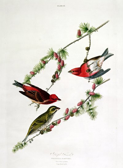 Purple Finch, z 