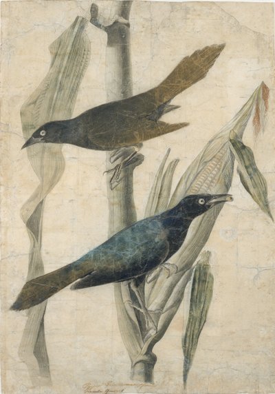 Purple Grackle, počátek poloviny 19. století. od John James Audubon