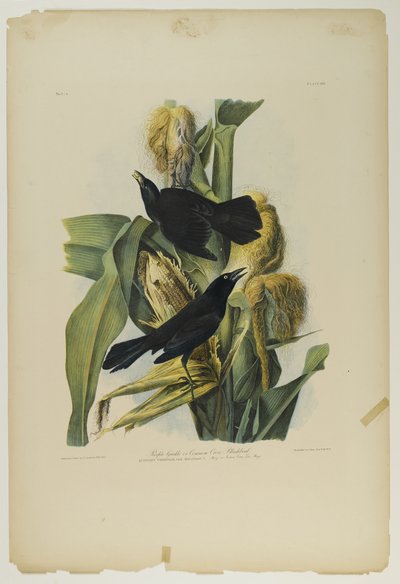 Purple Grackle nebo Common Crow Blackbird, tiskl Julien Bien a vydal Roe Lockwood & Son, 1861 (chromolitograf) od John James Audubon