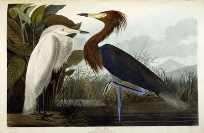 Volavka purpurová, kolem roku 1835 od John James Audubon