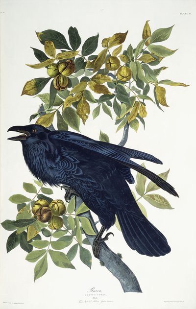 Havran, od John James Audubon