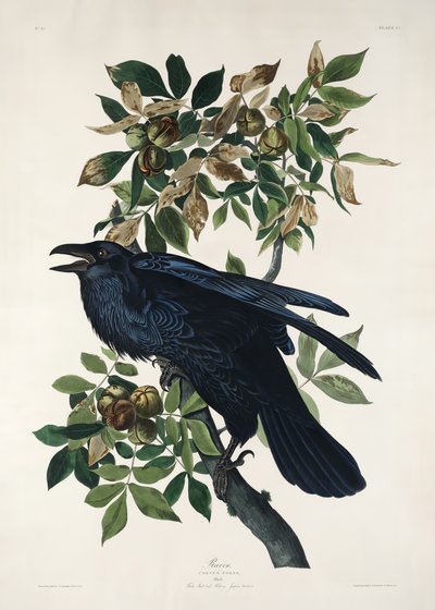 Havran z díla „Birds of America“ (1827) od John James Audubon