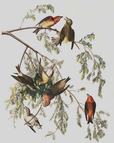 Red Crossbill, Loxia Curvirostra, z "The Birds of America" od Johna J. Audubona, hospoda. 1827-38 od John James Audubon