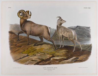 Rocky Mountain ovce, 1845 od John James Audubon