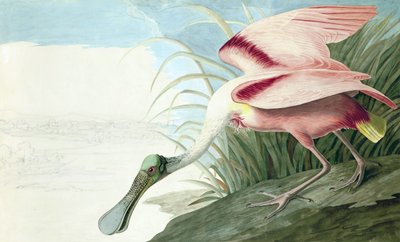 Spoonbill Roseate, Platalea Ajaja, z "The Birds of America" od Johna J. Audubona, hospoda. 1827-38 od John James Audubon