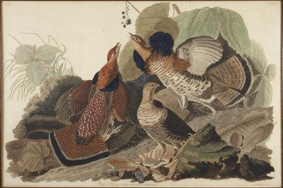 Tetřívek chocholatý od John James Audubon