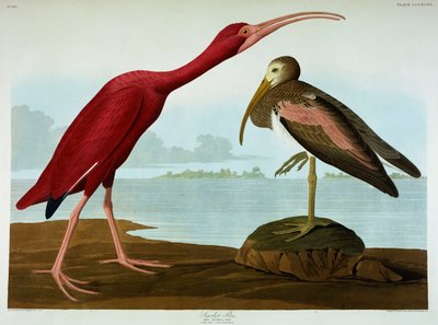 Ibis šarlatový od John James Audubon