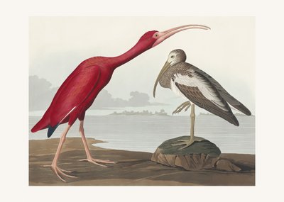 Ibis šarlatový z díla „Birds of America“ (1827) od John James Audubon