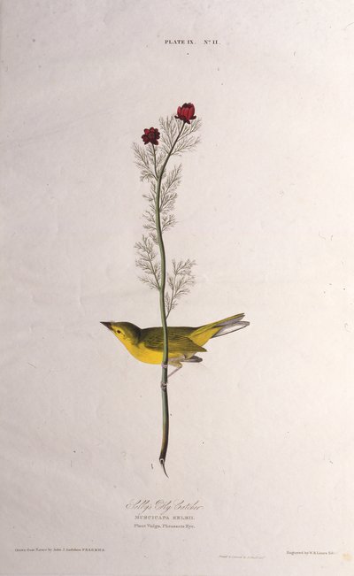 Selbys Fly Catcher. Z The Birds of America, 1827-1838. od John James Audubon