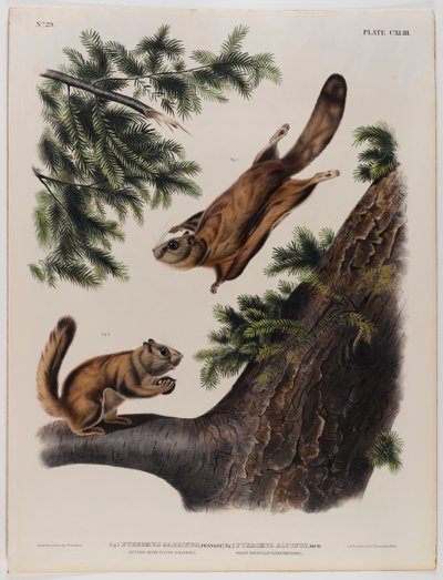 Veverka Severn River (vlevo) a veverka Rocky Mountain (vpravo) od John James Audubon