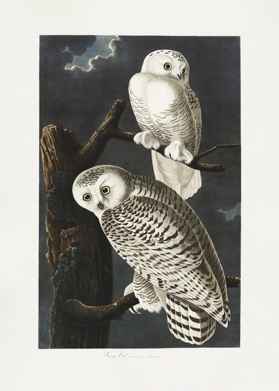 Sněžná sova z díla „Birds of America“ (1827) od John James Audubon