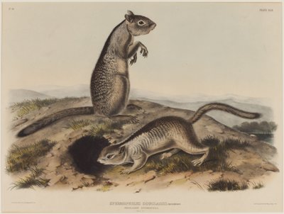 Spermophilus Douglassii (dvě douglasovské veverky) od John James Audubon