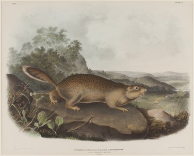 Spermophilus Parry (parryho svišť veverka) od John James Audubon