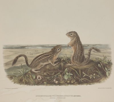 Spermophilus Tridecemlineatus (dvě leopardí veverky) od John James Audubon